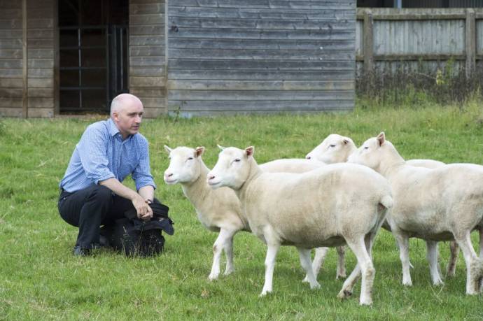Клоны овечки Долли ничем не отличаются от обычных овец