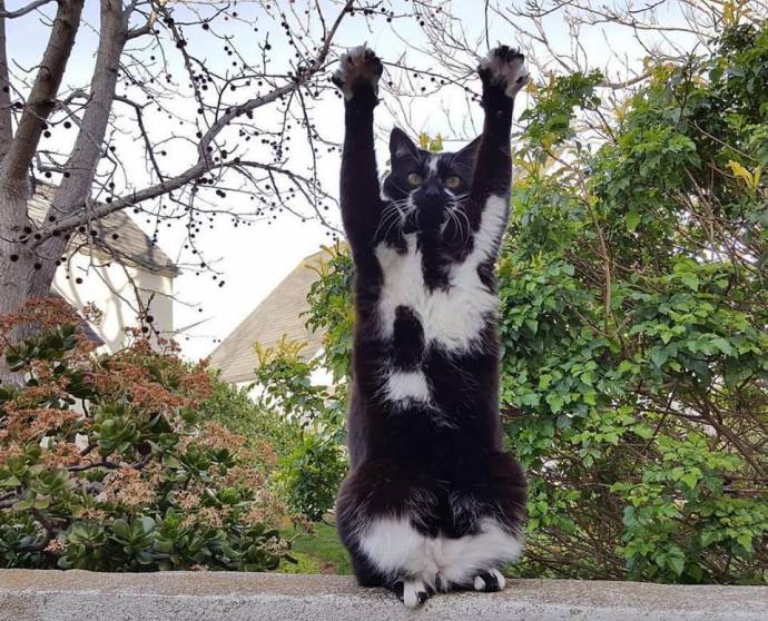 В интернете новая звезда - кошка, которая вскидывает лапы вверх