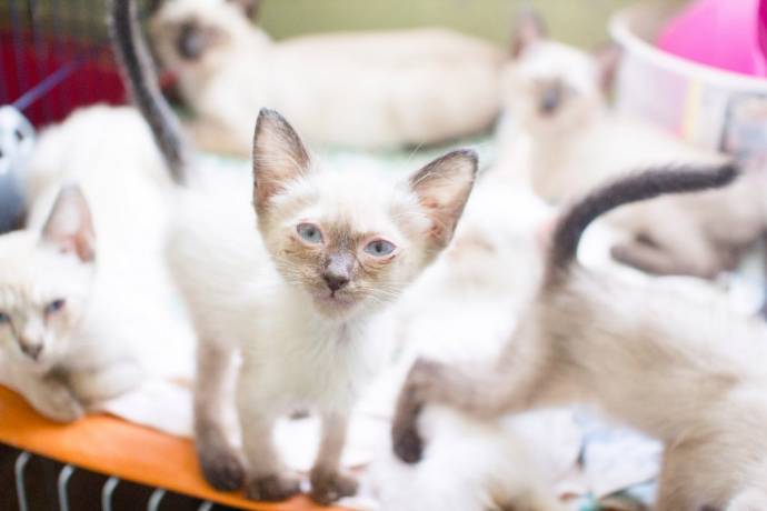 Волонтеры спасли 50 тайских кошек, которых заводчица бросила на погибель