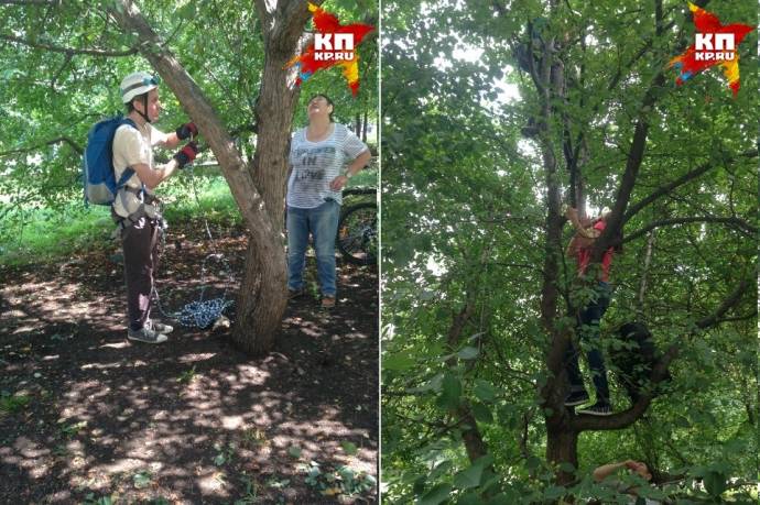 В Екатеринбурге сняли с дерева енотика. Теперь ищут его хозяина