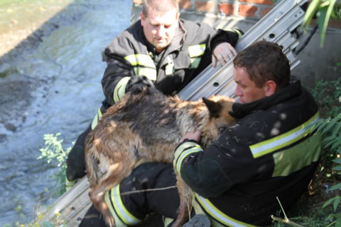 В Ростове спасли собаку, которая две недели жила на маленьком островке