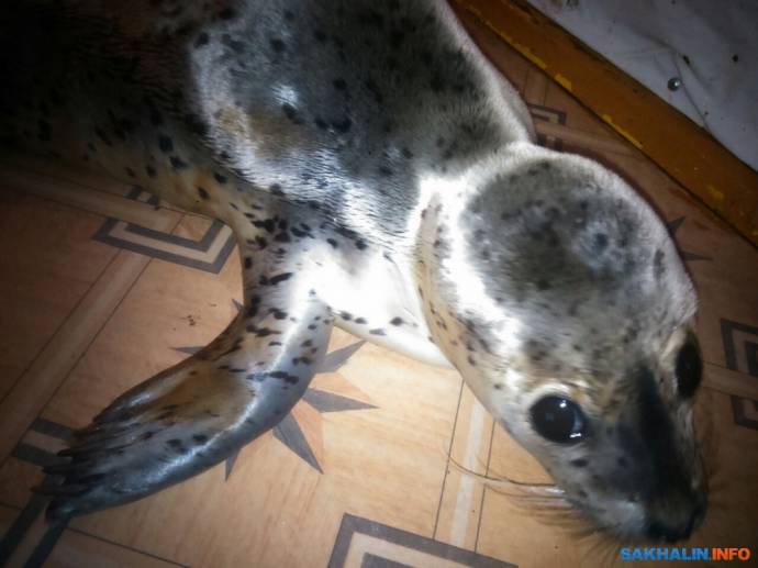 На Сахалине спасают детеныша тюленя, которого избили дети
