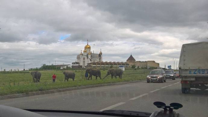 Слоны на фоне заводских труб и православного храма: Экзотика Магнитогорска