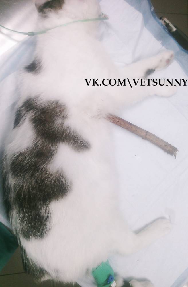 В Казани спасли кошку, которая при падении насквозь напоролась на сук дерева