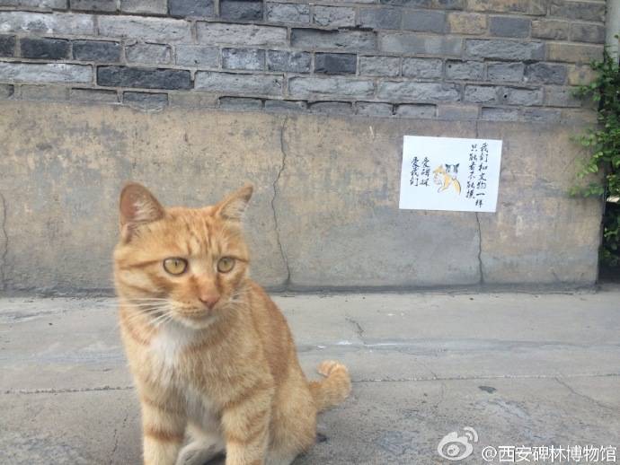 В Китае интернет-пользователи спасли кошек от выселения из музея