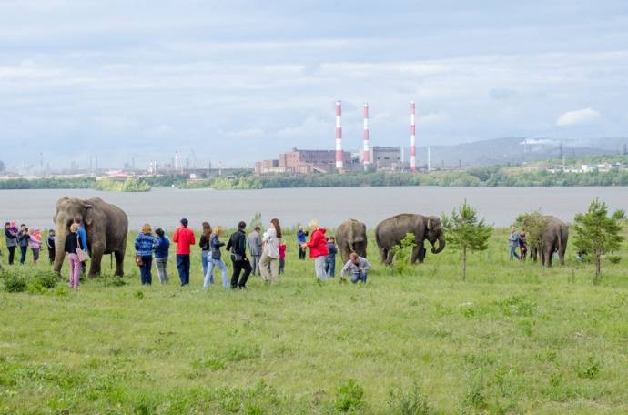 Слоны на фоне заводских труб и православного храма: Экзотика Магнитогорска