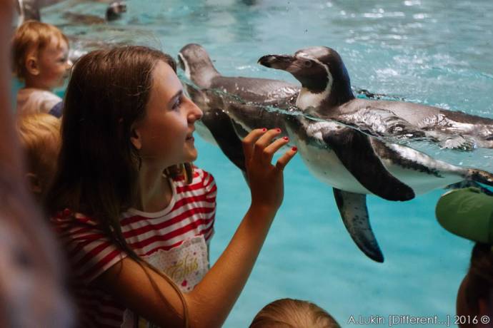 В Новосибирском зоопарке открылся новый павильон с пингвинами и обезьянами