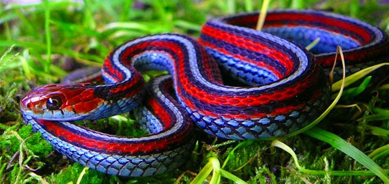 Выбрать змею для дома для тех, кто никогда не заводил змей