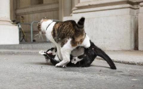 Безобразные драки на Даунинг-стрит: главные коты Британии делят территорию (ФОТО)