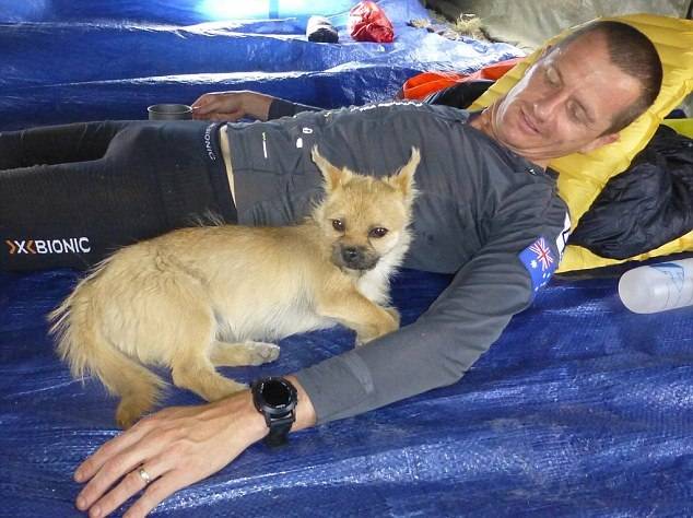 Бездомная собака пробежала 100 километров вместе с марафонцем