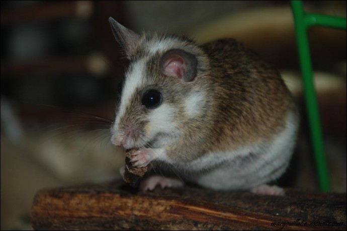 Мастомис или натальская мышь