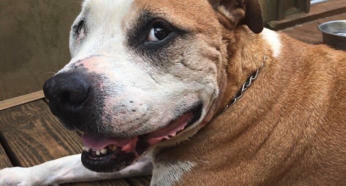 В США бродячая собака спасла женщину от грабителя