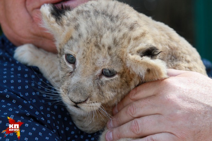 В Барнаульский зоопарк привезли маленькую львицу