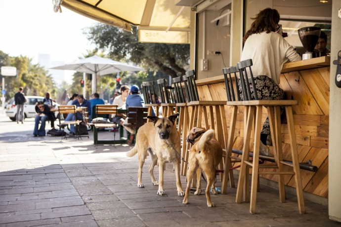 Тель-Авив объявил себя самым дружественным для собак городом в мире