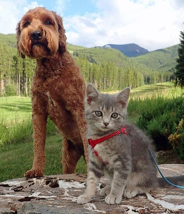 Собака и котенок путешествуют вместе