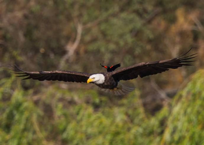В США дрозд прокатился на спине белоголового орлана