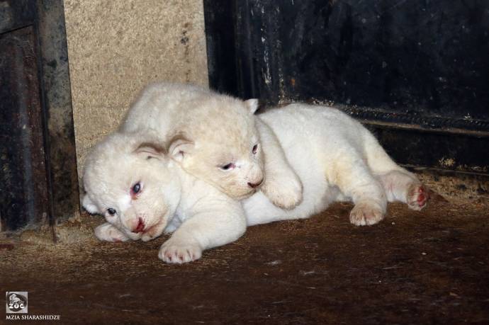 В зоопарке Тбилиси (Грузия) родились три белых львенка
