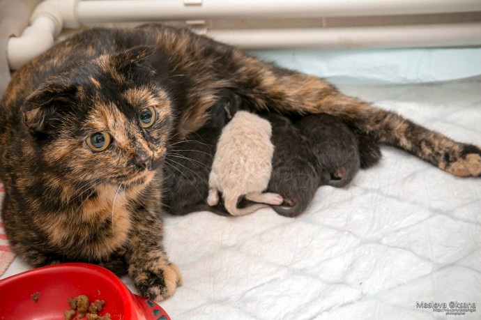 Беременная бродячая кошка пришла рожать в ветклинику Новосибирска
