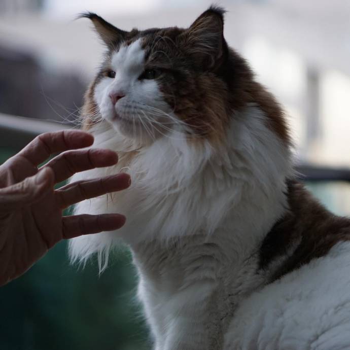 13-килограммовый Самсон - самый крупный кот Нью-Йорка