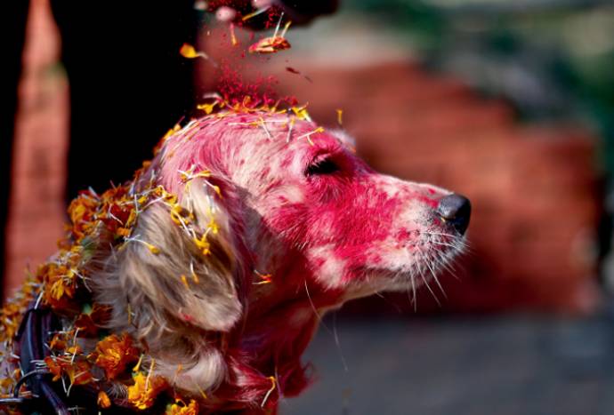 Собачий праздник в Непале