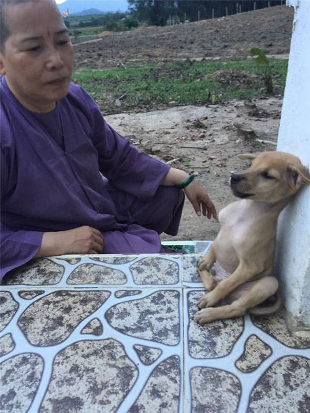 Обнимающиеся щенки из буддийского храма в Вьетнаме
