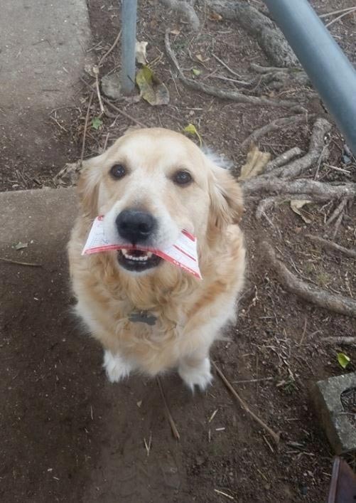 Собака, которая обожает получать почту