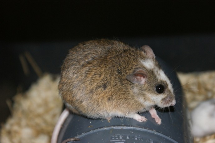 Мастомис или натальская мышь
