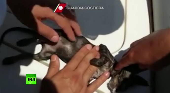 В Италии сотрудники береговой охраны реанимировали утонувшего котенка