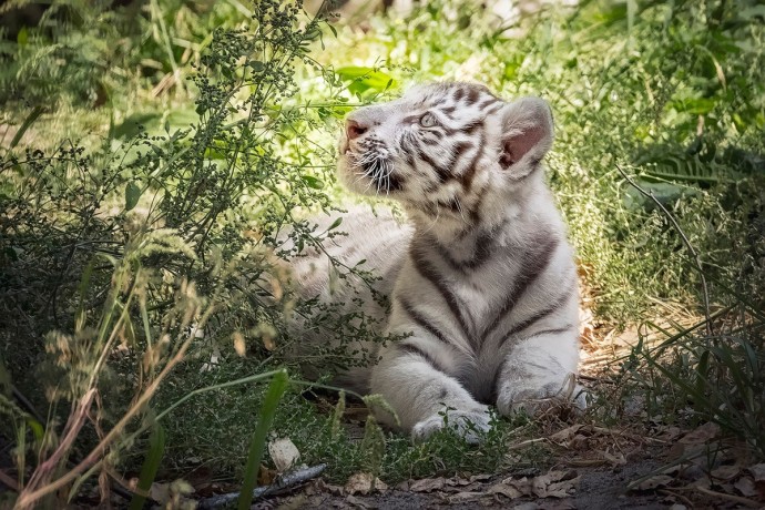 Фото прогулки белого тигренка из Новосибирского зоопарка