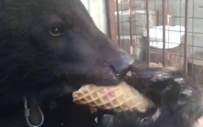 В Геленджике у фотографа забрали молодую медведицу и поместили в зоопарк