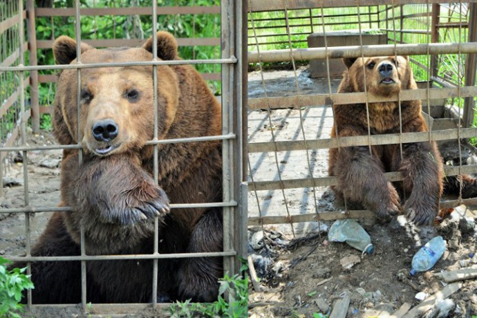 Медведь Андрюша из клетки у кафе переедет в эко-парк «Зюраткуль»