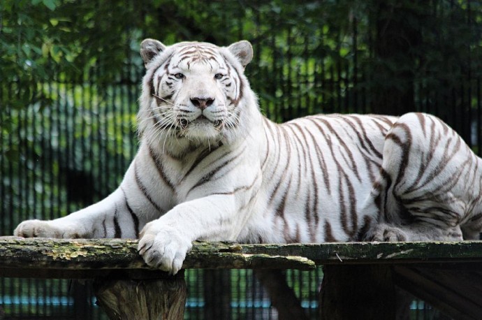 В Новосибирском зоопарке показали белого тигренка