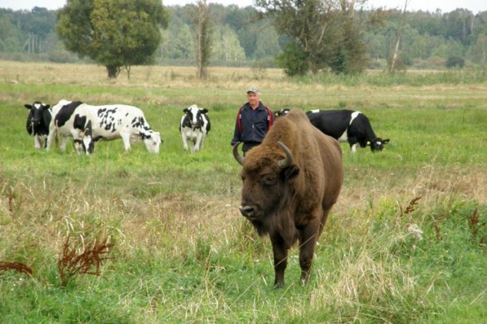 В Белоруссии зубр сбежал из заповедника и теперь живет в стаде коров