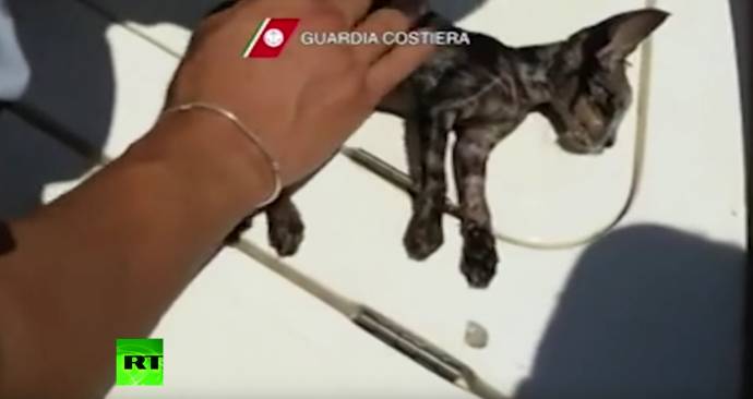 В Италии сотрудники береговой охраны реанимировали утонувшего котенка