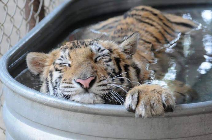 Чудесное восстановление спасенной замученной тигрицы Ааши