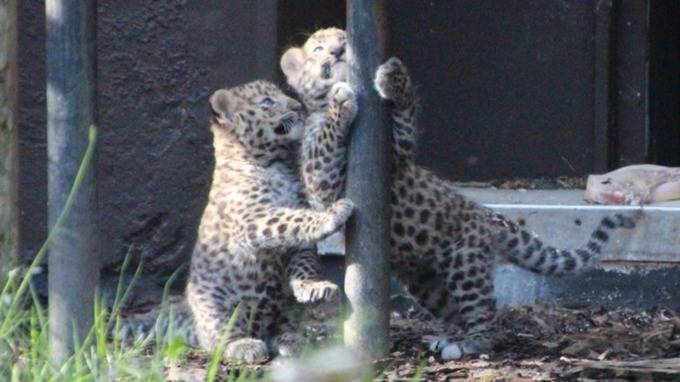 В британском зоопарке родились два дальневосточных леопарда