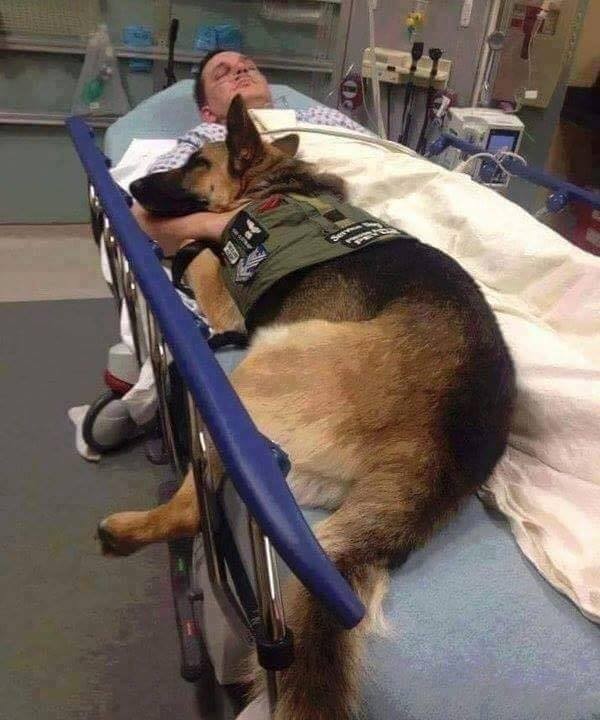 В США военный пес лег в больницу вместе с раненым солдатом