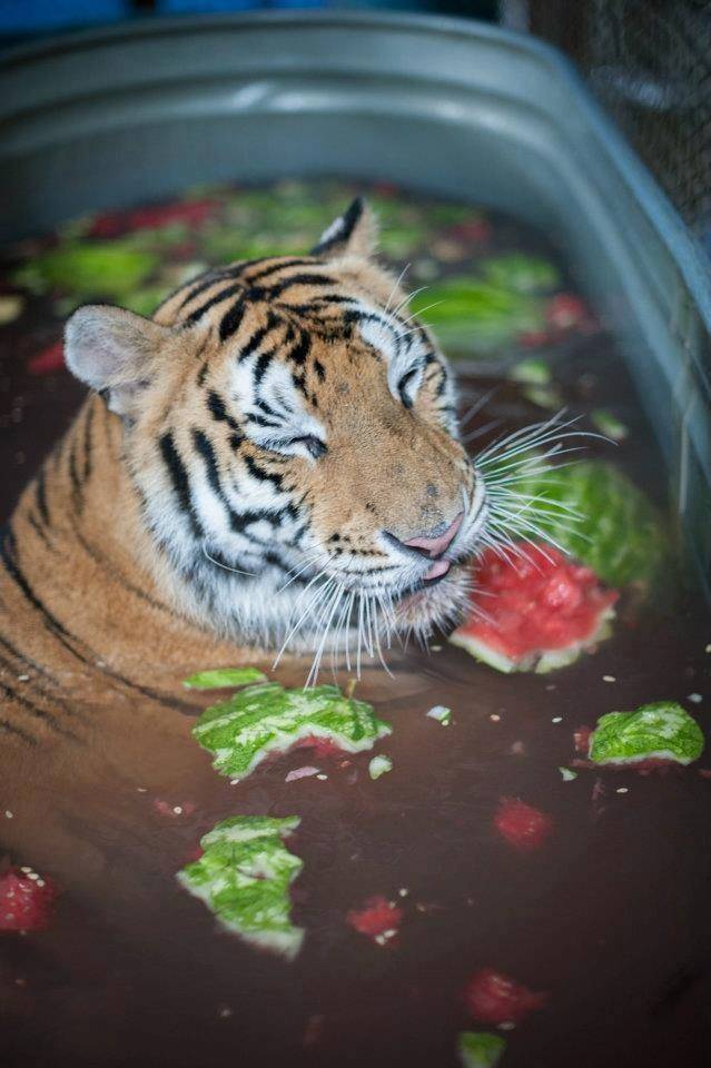 Чудесное восстановление спасенной замученной тигрицы Ааши
