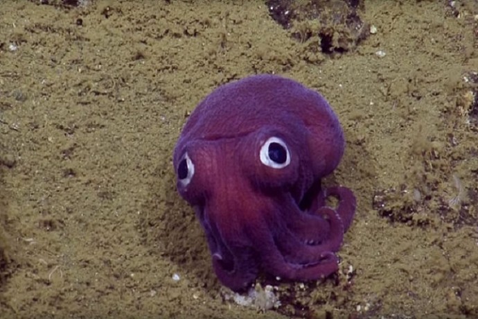В Тихом океане засняли осьминога, похожего на мягкую игрушку