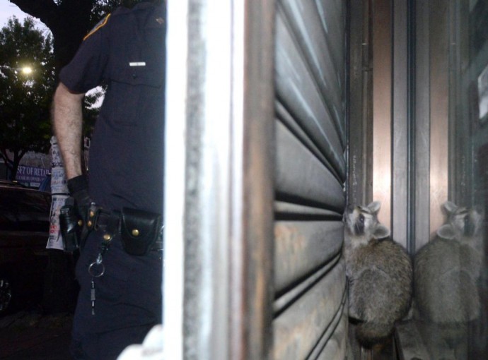 В США полицейские спасли енота, застрявшего между воротами и дверью