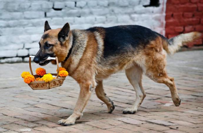 Собачий праздник в Непале