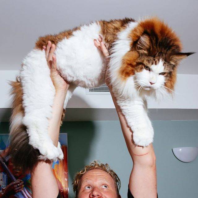 13-килограммовый Самсон - самый крупный кот Нью-Йорка
