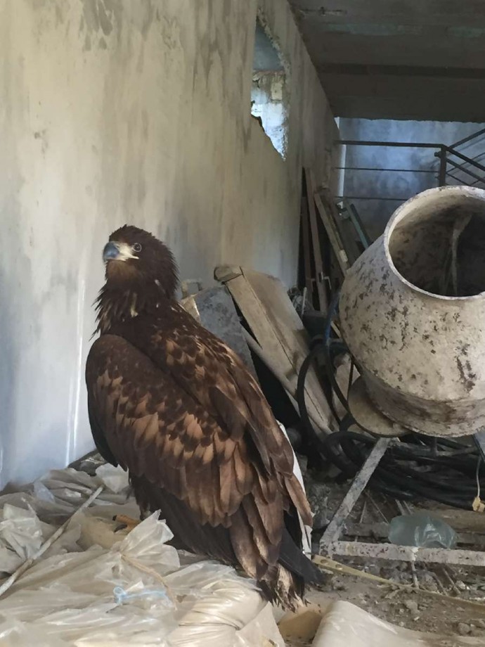 В Крыму спасают изъятых у пляжного фотографа ястребов и орлана