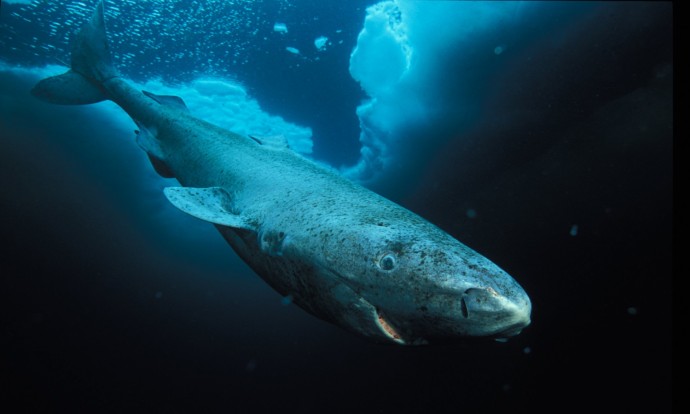 Гренландские акулы могут жить до 400 лет