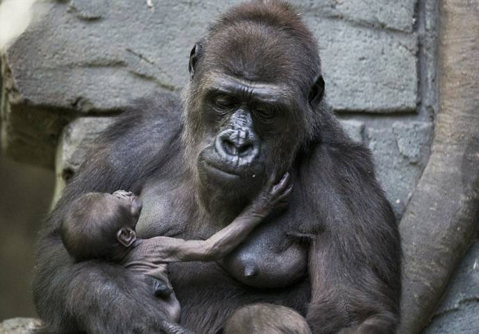 Детеныша гориллы из Московского зоопарка представили публике