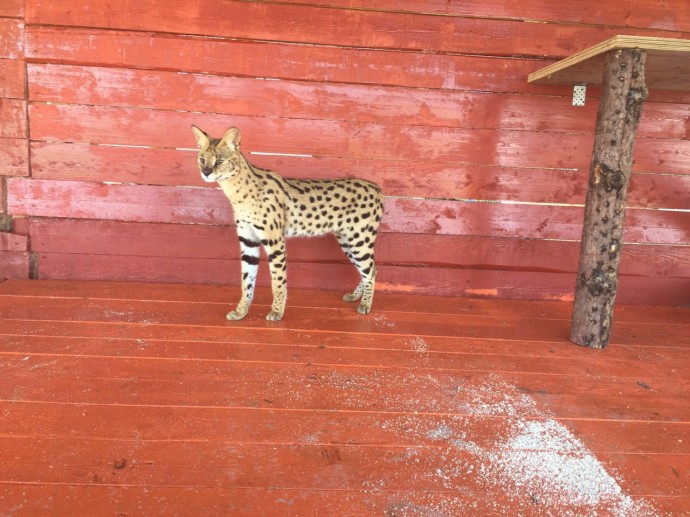 В уссурийский зоопарк «Чудесный» привезли дикого кота сервала