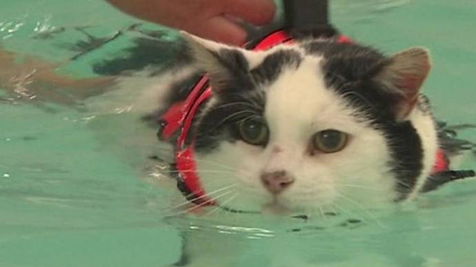 Для похудения коту прописали плавать в бассейне