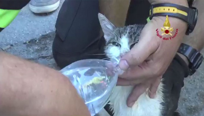 В Италии под завалами нашли живую кошку спустя пять дней после землетрясения