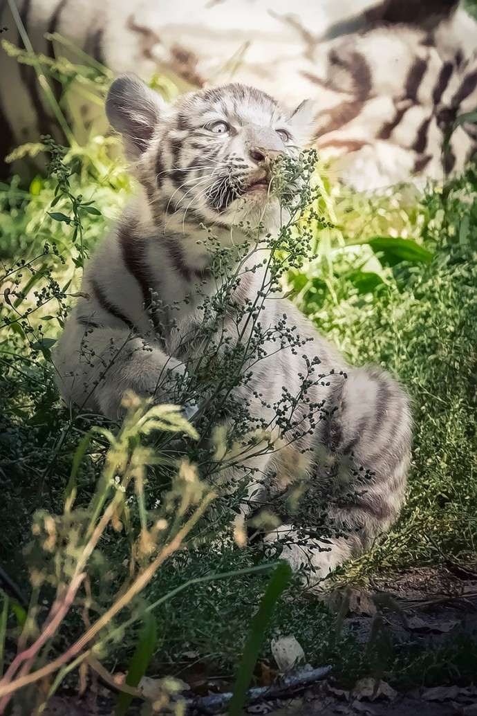 Фото прогулки белого тигренка из Новосибирского зоопарка