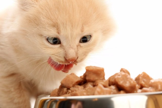 Правильное питание домашней кошки